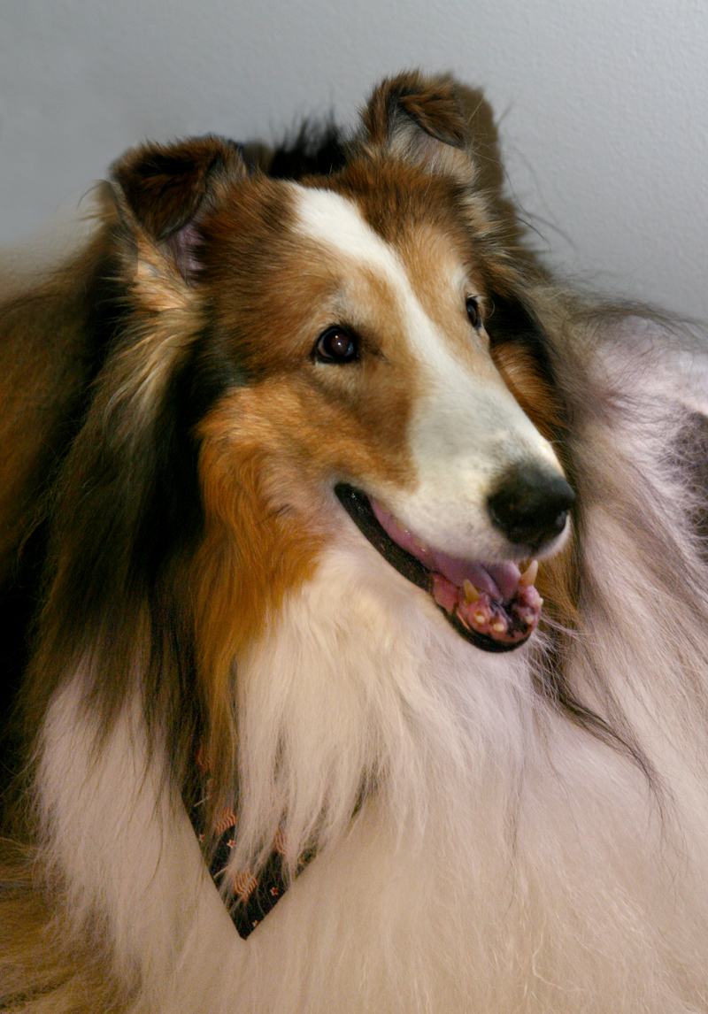 lassie.jpg